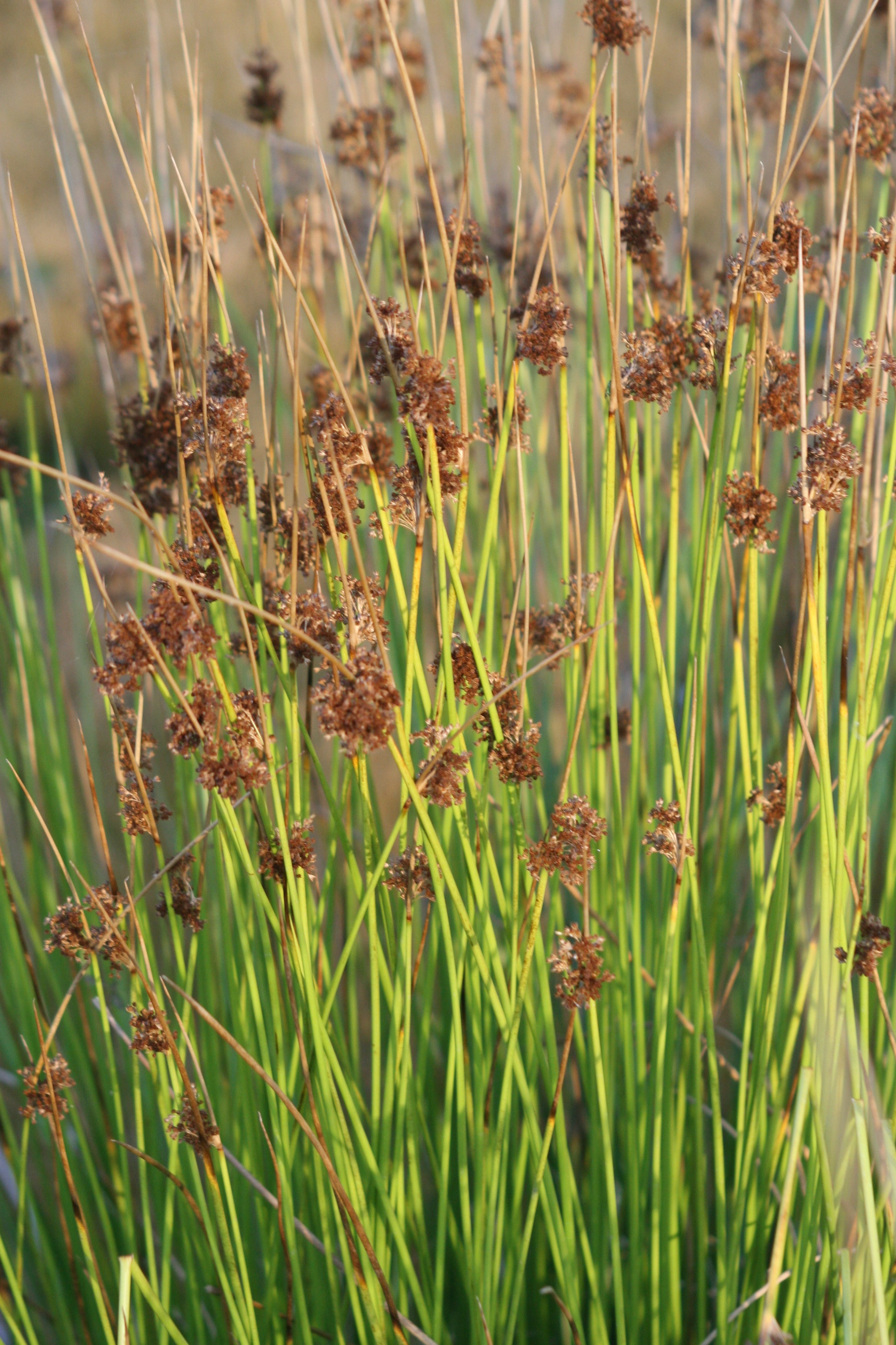 Juncus effusus - Flatterbinse  Seerosensorten