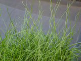 Juncus-effusus-Spiralis-0635