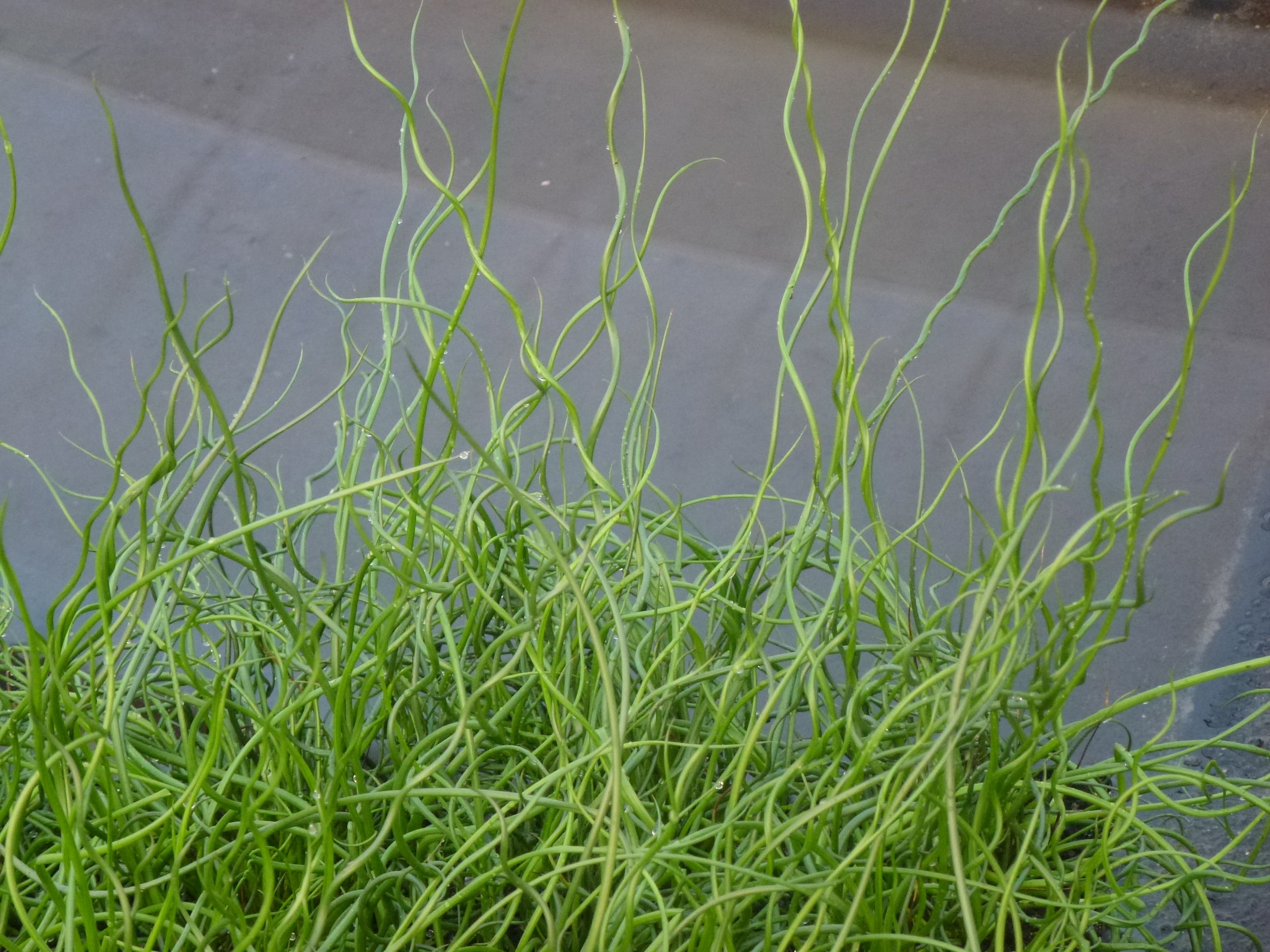 Juncus effusus 'Spiralis'