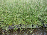 Juncus-effusus-`Spiralis-775