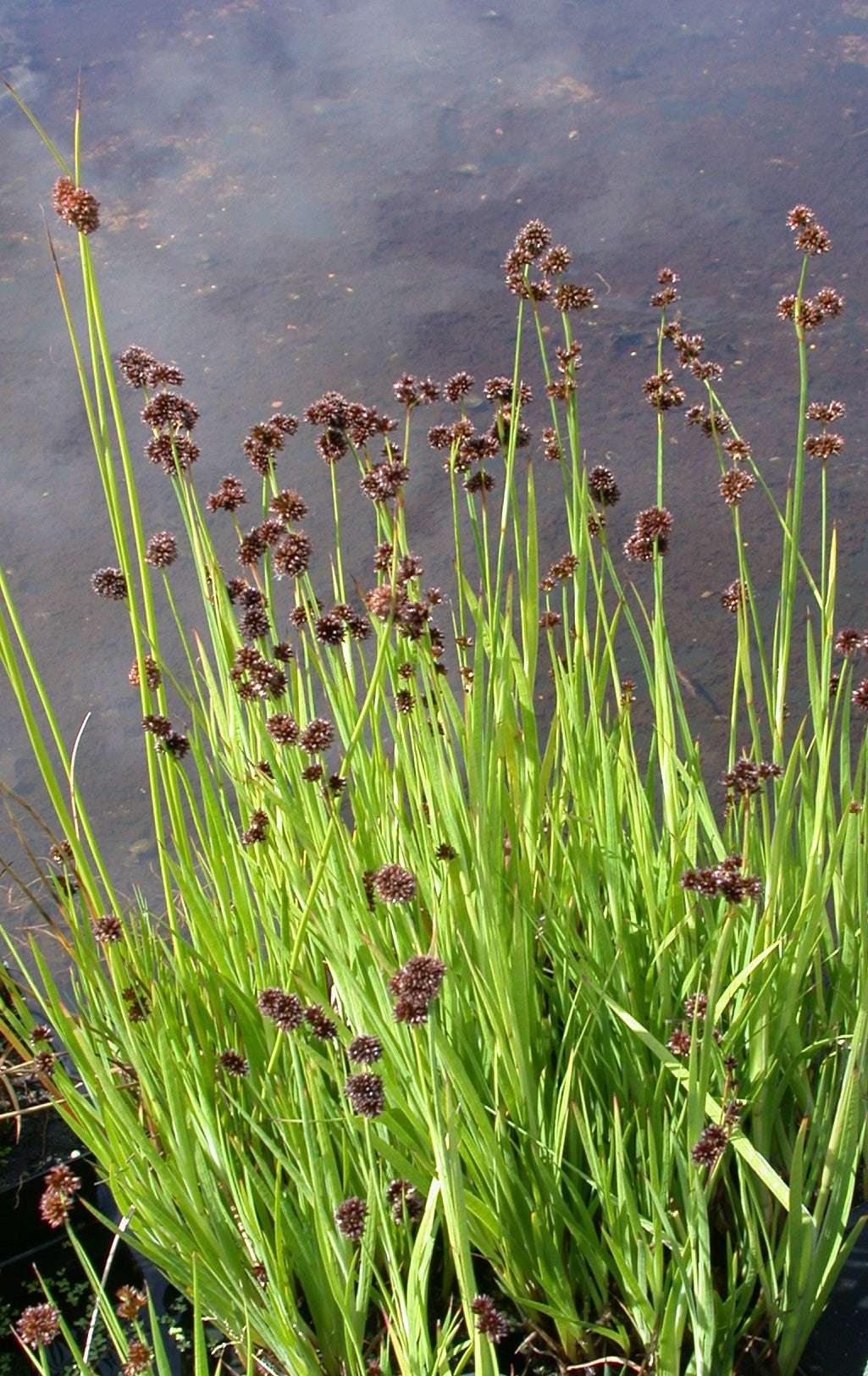 Juncus-ensifolius-016