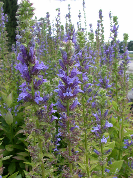 Lobelia-siphilitica-025