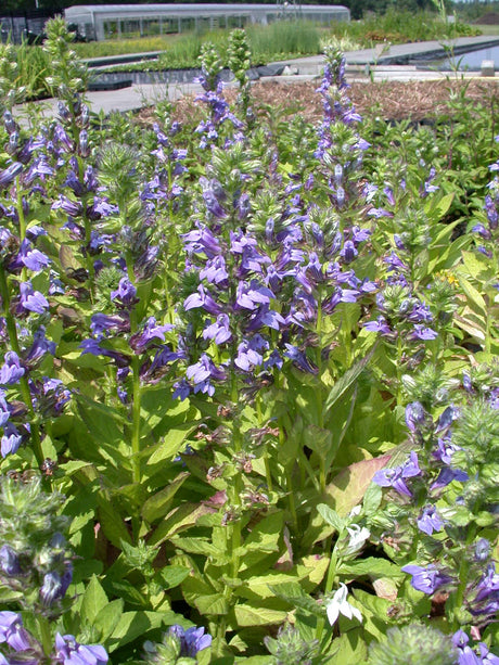 Lobelia-siphilitica-41