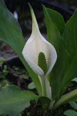 Lysichiton-`Ivory-Giant-6675