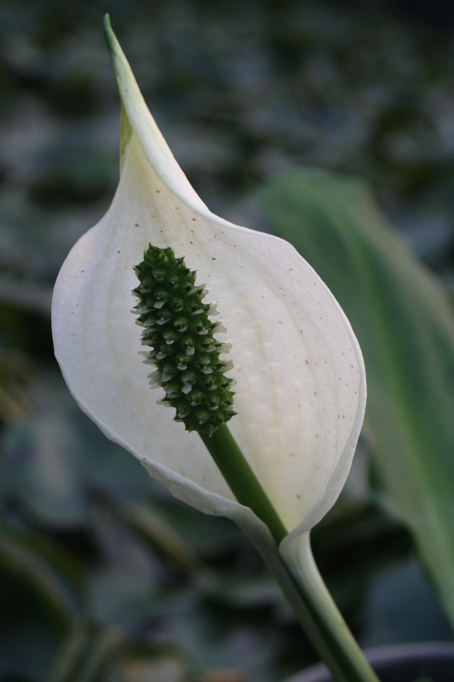 Lysichiton-`Ivory-Giant-6676