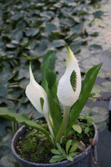 Lysichiton-`Ivory-Giant-6678