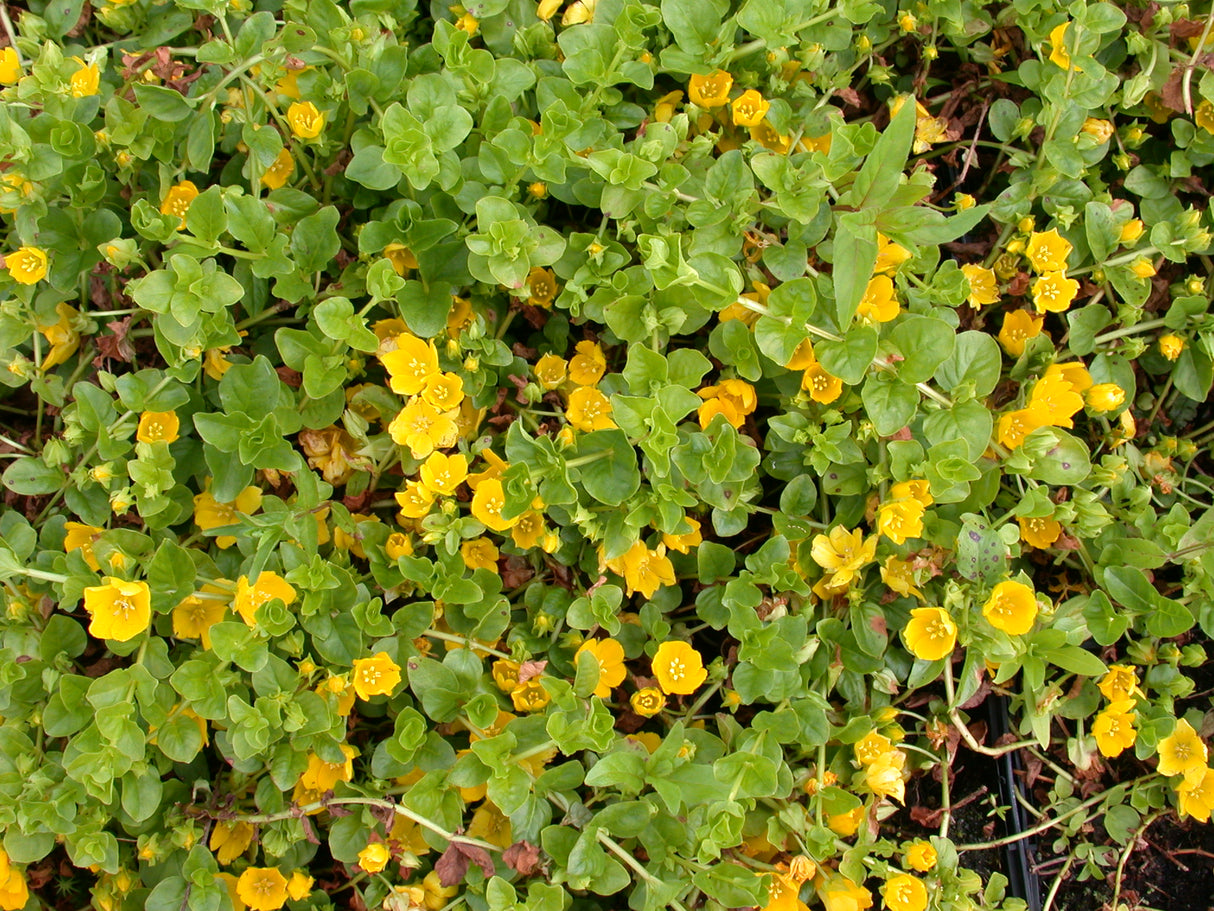 Lysimachia-nummularia-10