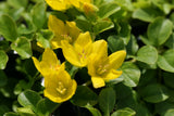 Lysimachia-nummularia_0065