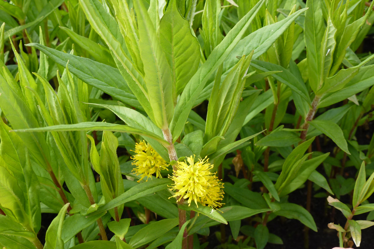 Lysimachia-thyrsiflora-0949