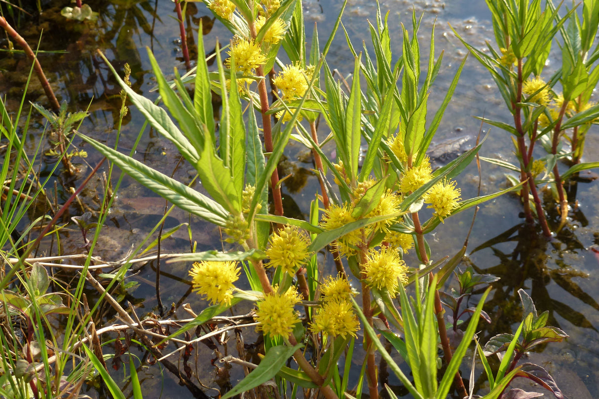 Lysimachia-thyrsiflora-0986