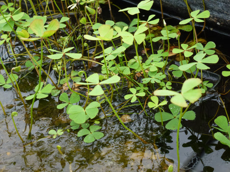 Marsilea-quadrifolia-053156c0cd5cbf9c1