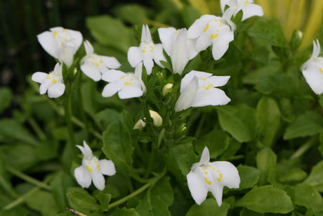 Mazus-reptans-Alba-_4009