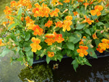 Mimulus-Orange-Glow-0485