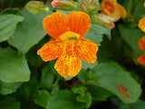 Mimulus-Orange-Glow-0487