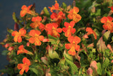 Mimulus-Orange-Glow-1748