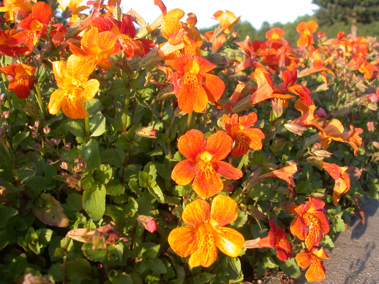 Mimulus-`Orange-Glow-31