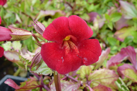 Mimulus-cupreus-Roter-Kaiser-0915