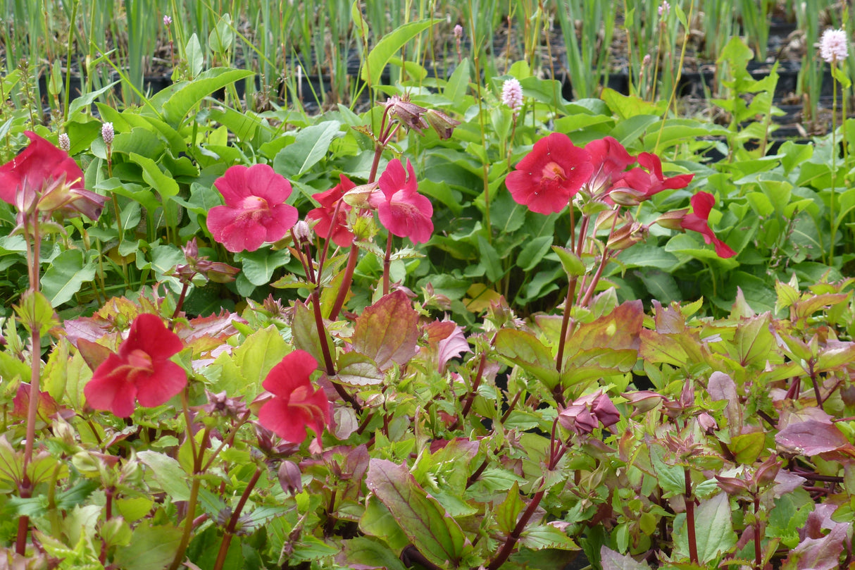 Mimulus-cupreus-Roter-Kaiser-0916