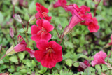 Mimulus-cupreus-Roter-Kaiser_1102