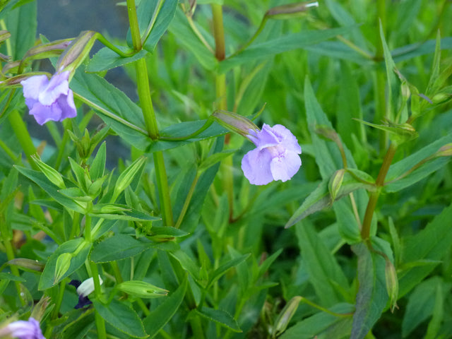 Mimulus-ringens-0624