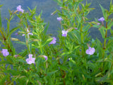 Mimulus-ringens-0627