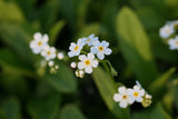 Myosotis-palustris-Icepearl_1100