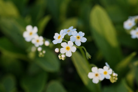 Myosotis-palustris-Icepearl_1100