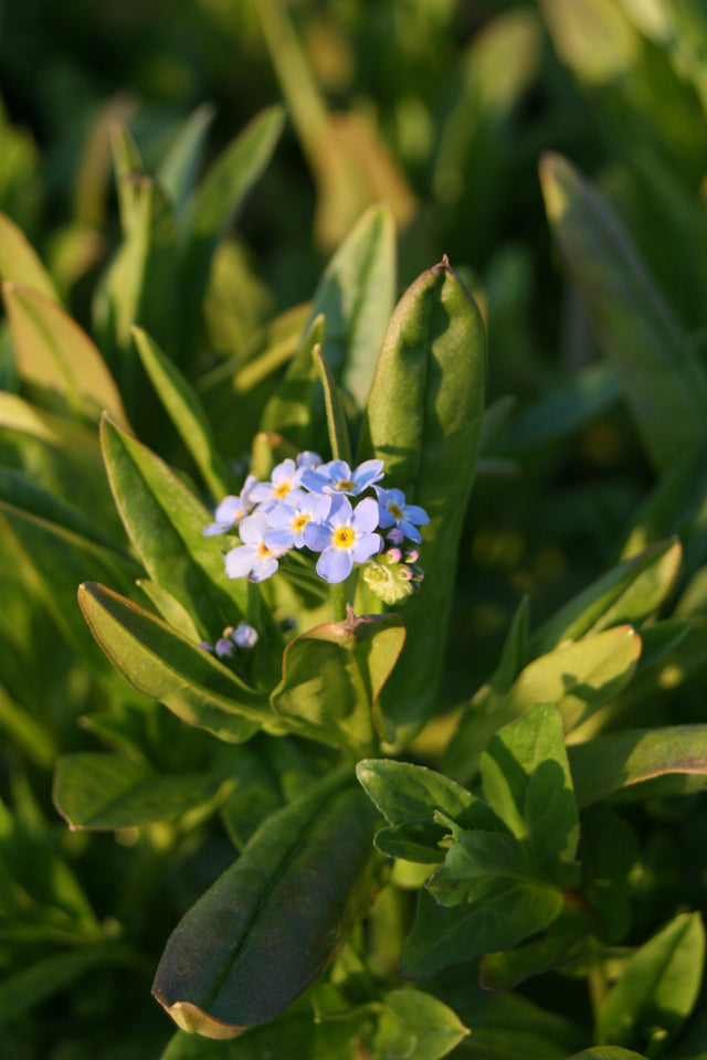 Myosotis-palustris-`Bill-Baker-093