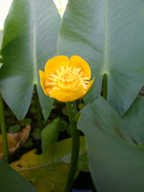 Nuphar-angustifolia-150