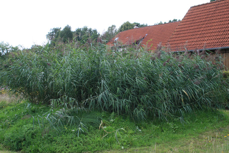 Phragmites-australis-350