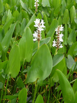 Pontederia-cordata-Alba-101