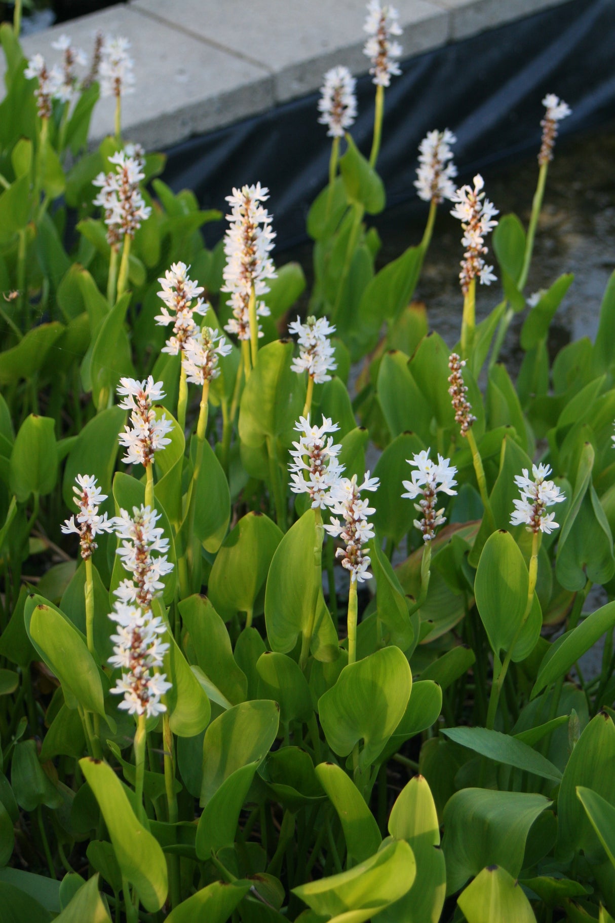 Pontederia-cordata-Alba-3049