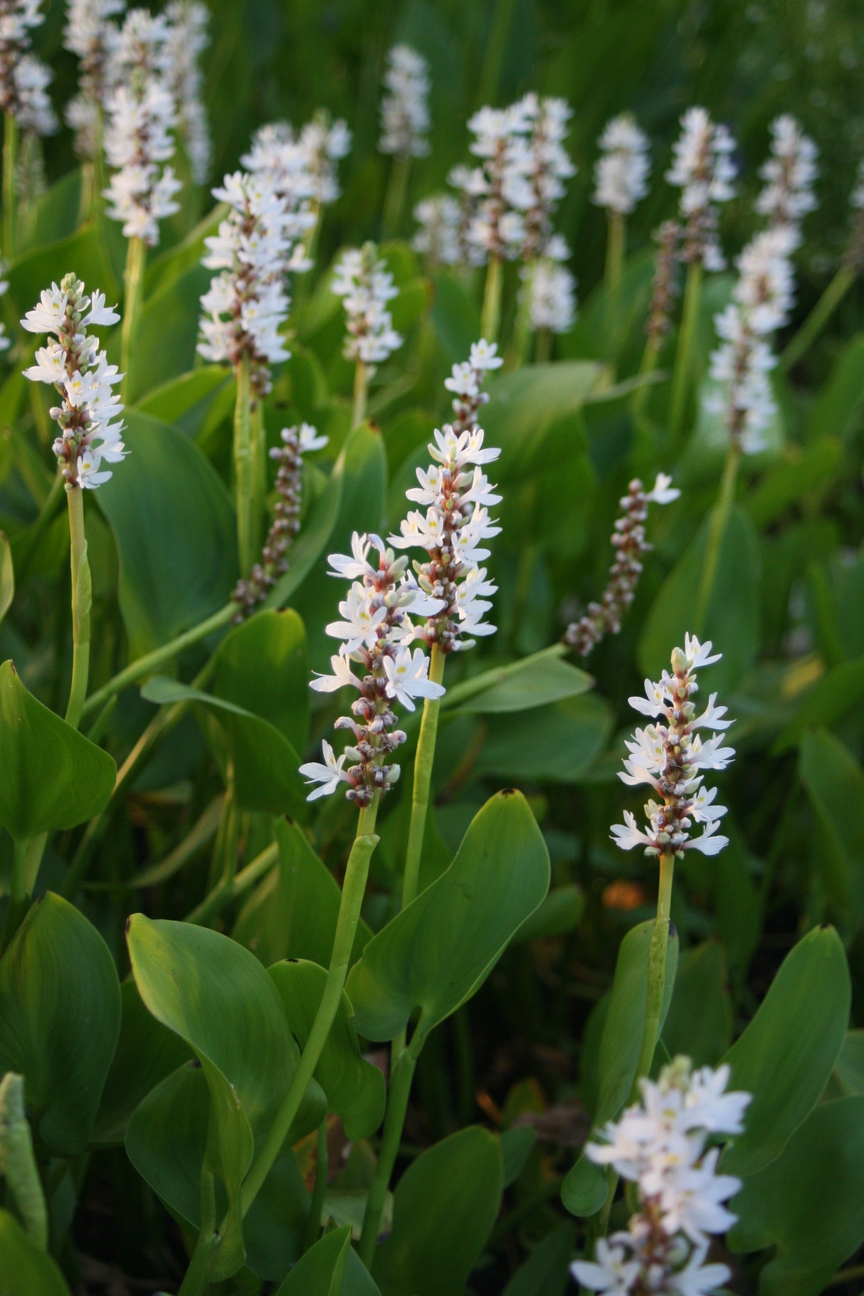 Pontederia-cordata-Alba-3054