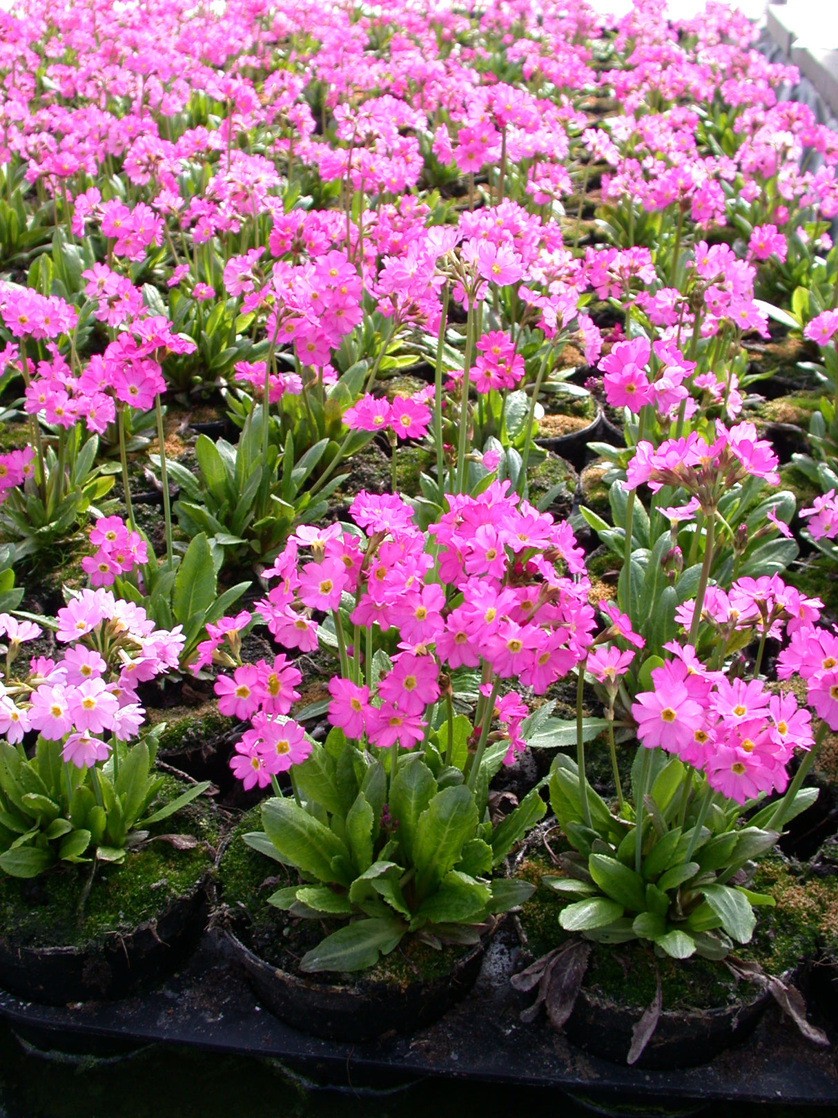 Primula-rosea-018