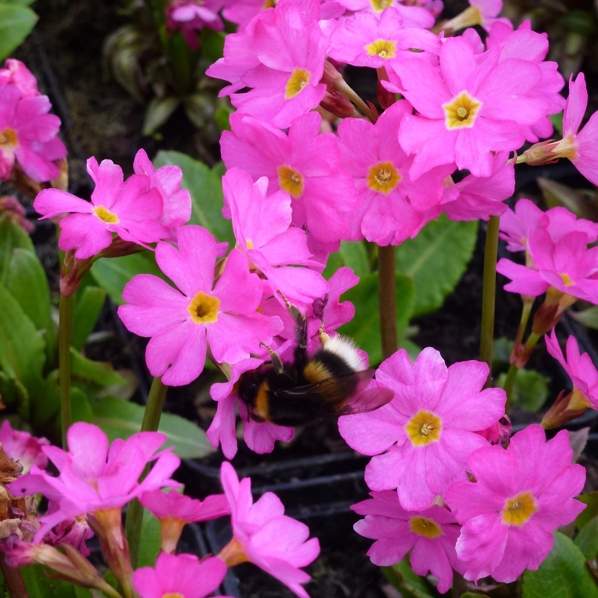 Primula rosea - Rosenprimel – Seerosensorten