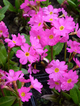 Primula-rosea-0691