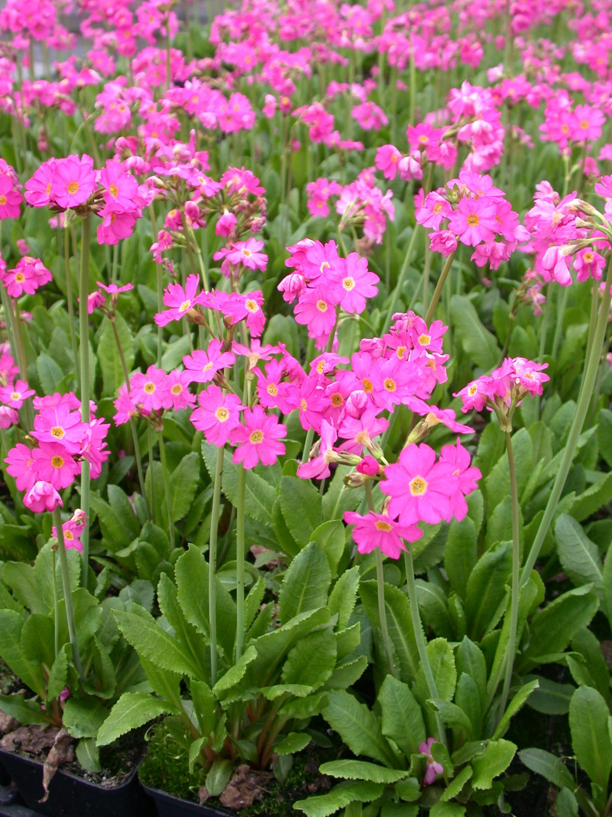 Primula-rosea-6