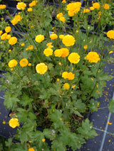 Ranunculus-acris-Multiplex-07