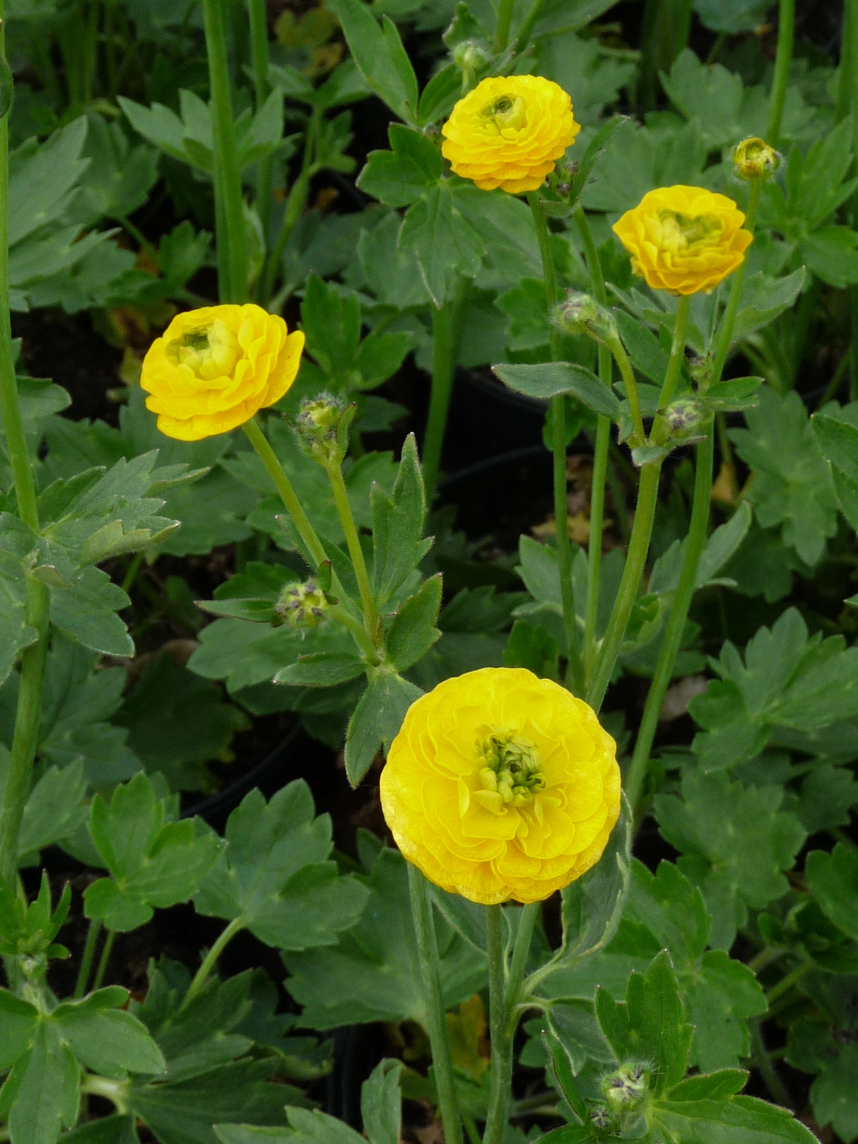 Ranunculus-acris-Multiplex-100