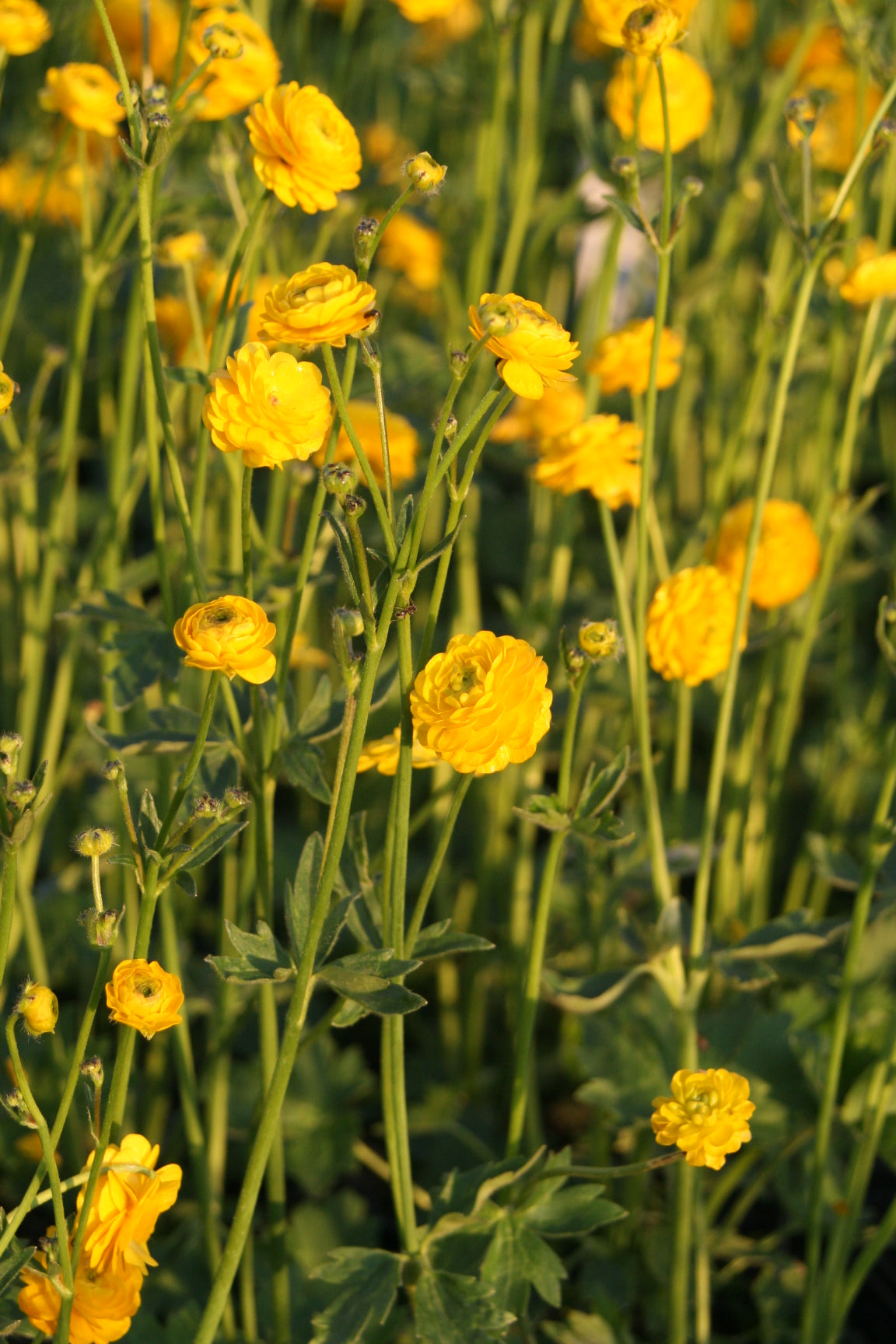 Ranunculus-acris-`Multiplex-095