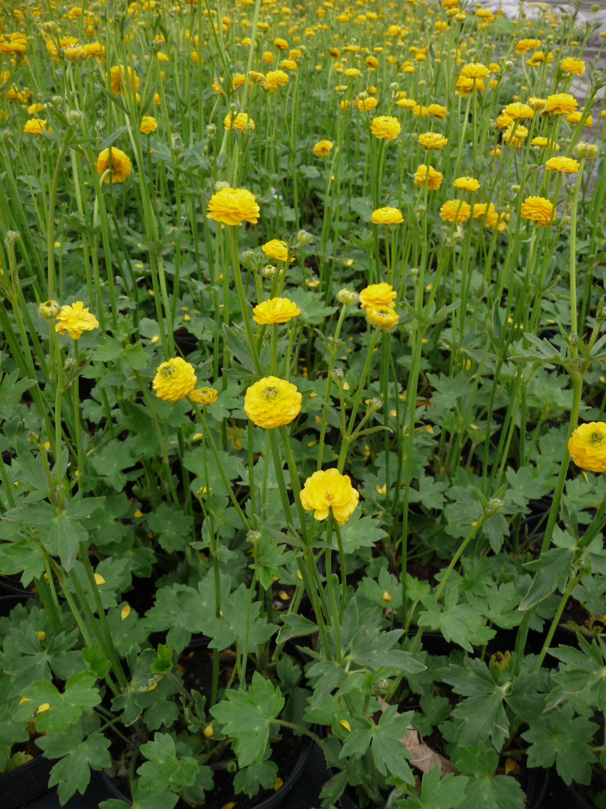 Ranunculus-acris-`Multiplex-120