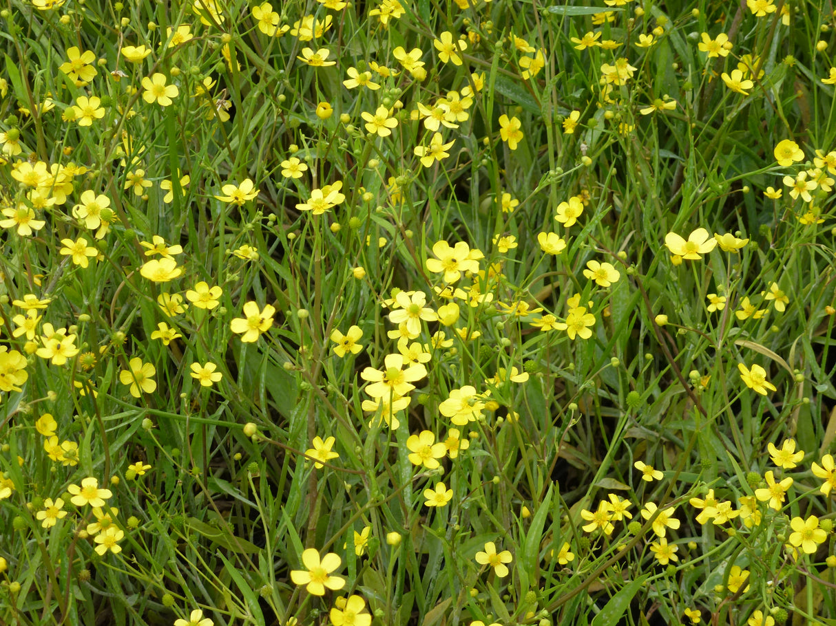 Ranunculus-flammula-0378
