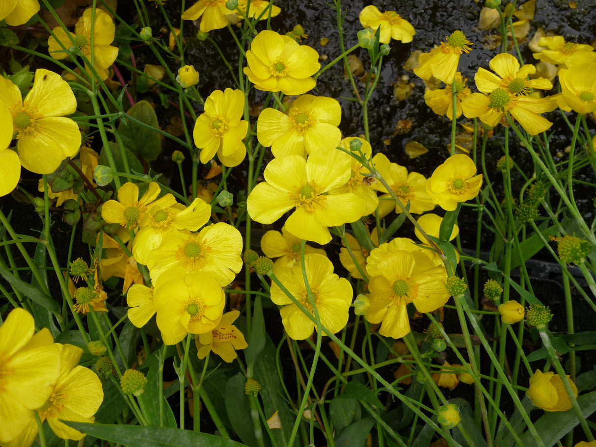 Ranunculus-flammula-06054fb559231036