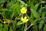 Ranunculus-flammula-0939