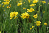 Ranunculus-lingua_8007