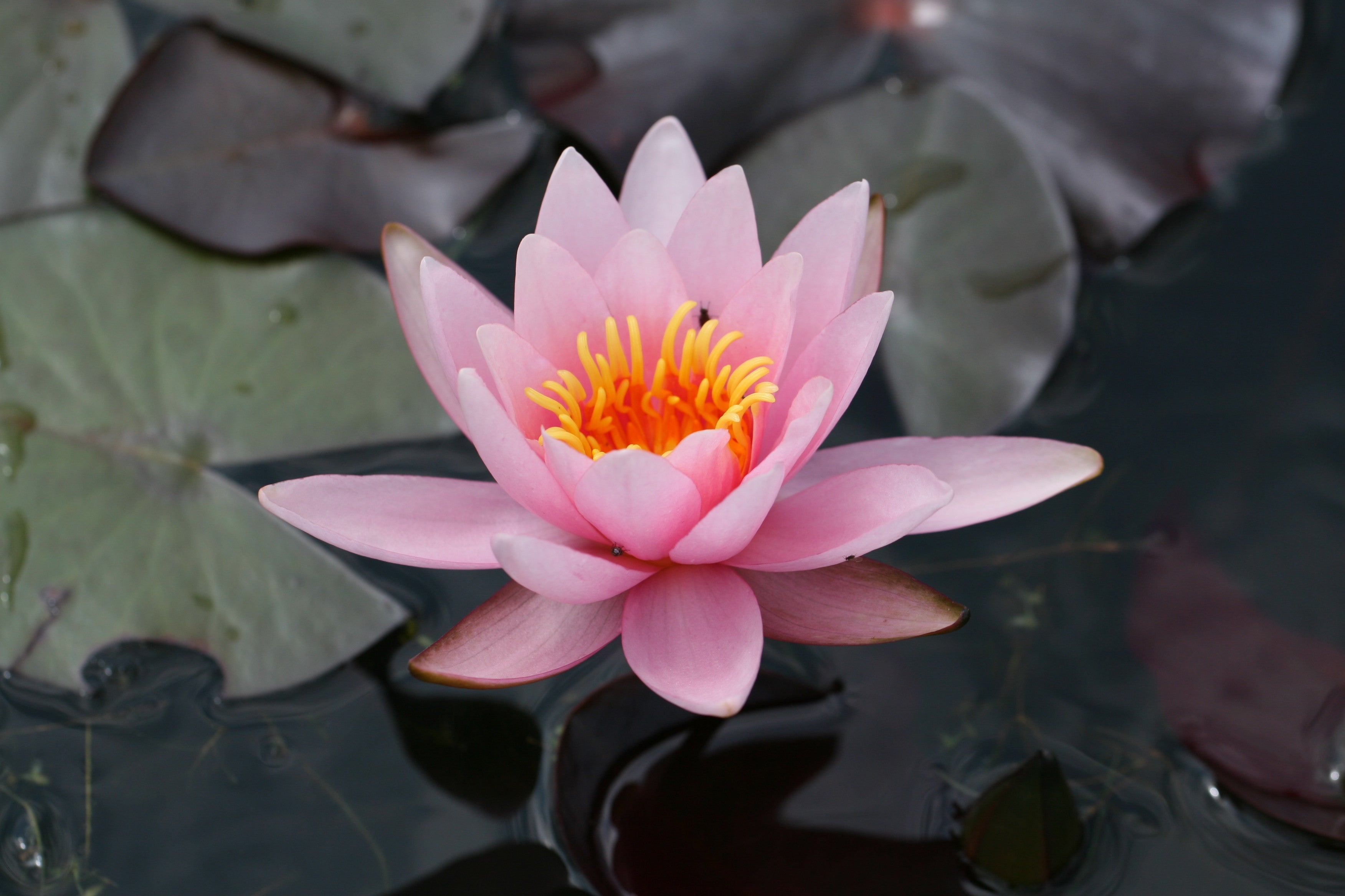 Teichpflanze Bonsai Winterharte Zwerg-Seerose / Mini-Seerose Nymphaea