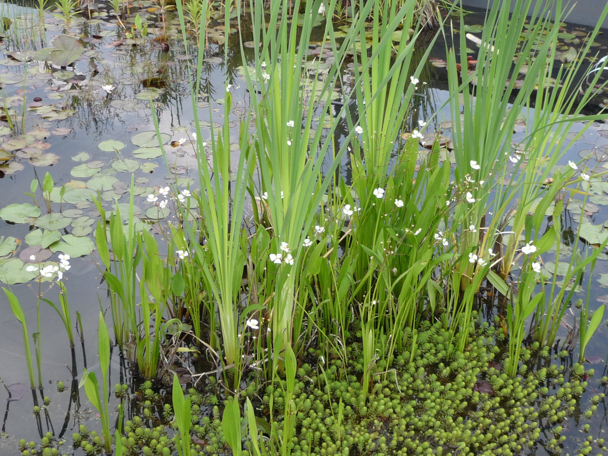 Sagittaria-graminea-044