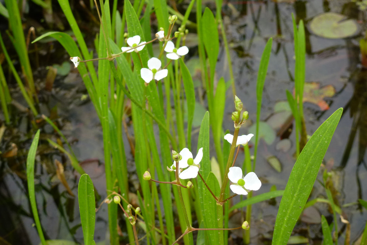 Sagittaria-graminea-0904