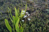 Sagittaria-graminea_1115