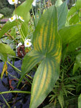 Sagittaria-latifolia-159